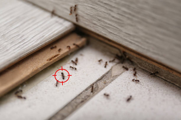 Best Pest Control Near Me  in Bushnell, IL