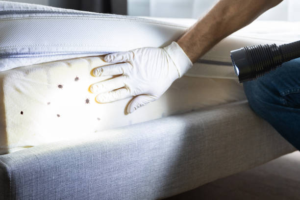 Best Local Pest Control Services  in Bushnell, IL