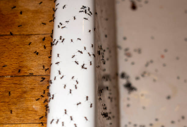 Best Mosquito Control Services  in Bushnell, IL