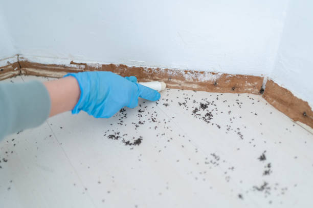Best Cockroach Control Services  in Bushnell, IL